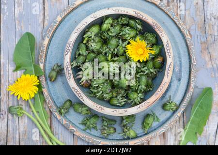 Dente di leone comune (Taraxacum officinale), raccolta boccioli di fiori di dente di leone, Germania Foto Stock