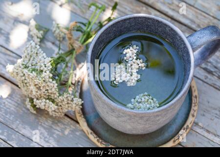 Yarrow comune, milfoil (Achillea millefolium), tè yarrow selbmade, Germania Foto Stock