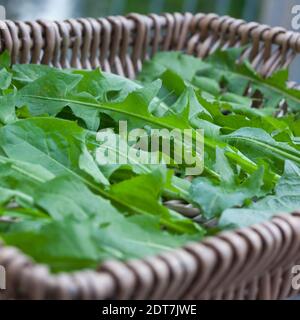 Dente di leone comune (Taraxacum officinale), le foglie raccolte sono asciugate su una compressa, Germania Foto Stock