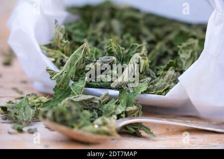 Ortica pungente (Urtica dioica), foglie di ortica pungente essiccate, Germania Foto Stock