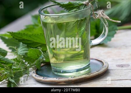 Ortica pingente (Urtica dioica), tè autofmade pinging ortica, Germania Foto Stock