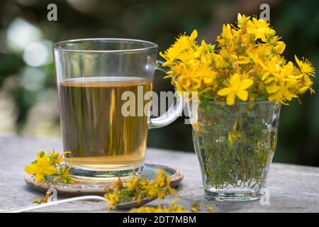 Erba comune di San Giovanni, erba perforata di San Giovanni, erba di klamath, erba di San Giovanni (Hypericum perforatum), tè di erba di San Giovanni, Germania Foto Stock