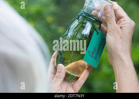 Ortica pungente (Urtica dioica), vinagro di ortica pingente in bottiglia di vetro, Germania Foto Stock