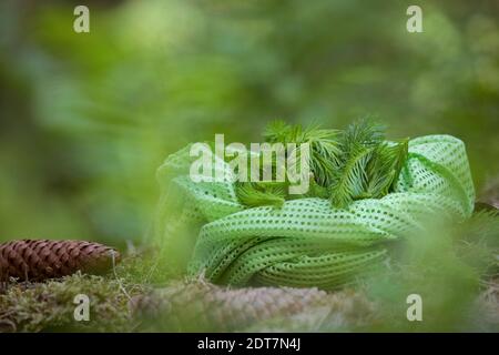 Abete (Picea abies), vengono raccolti giovani germogli di abete, Germania Foto Stock