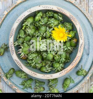 Dente di leone comune (Taraxacum officinale), raccolta boccioli di fiori di dente di leone, Germania Foto Stock