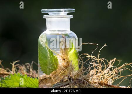 Ortica pungente (Urtica dioica), tintura autofmade di ortica pungente dalle radici e dalle foglie, Germania Foto Stock