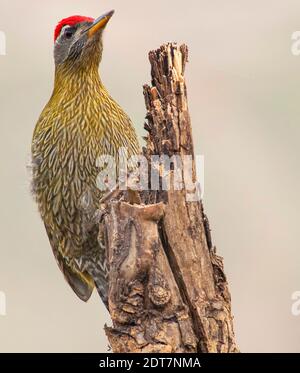 Picchio striato (Picus xanthopygaeus), su un tronco, India Foto Stock