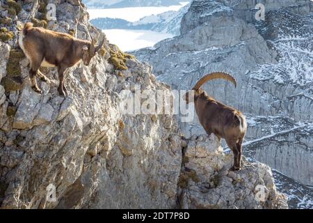 Stambecchi alpini (Capra stambex, Capra stambex), due stambecchi alpini che si erono su una roccia e si guardano nelle profondità, Svizzera, Kanton Luzern, Pilatus Foto Stock