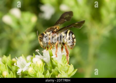 Borotondo-resina boreale femmina, Anthidiellum notatum, Megachilidae. Lunghezza corpo 7 mm. Nectaring a Oregano, Origanum sp., Lamiaceae. Foto Stock