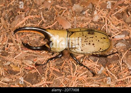 Ercole di Grant Beetle maschio, Dynastes grantii, Scarabaeidae. Foto Stock