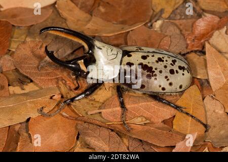 Ercole di Grant Beetle maschio, Dynastes grantii, Scarabaeidae. Lunghezza corpo 48 mm senza avvisatore acustico. Con tromba lunga 70 mm. Foto Stock