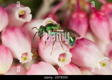 Sudore femmina, Augoclorella neglectula, Halictidae. Lunghezza corpo 7 mm. Nectaring a Pointleaf Manzanita, Arctostaphylos pungens, Ericaceae. Foto Stock