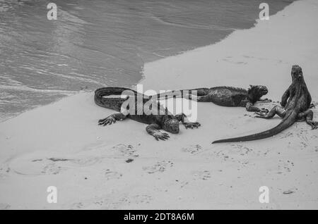 Galapagos Marine Iguana su Santa Cruz Galapagos, su una spiaggia sabbiosa dopo il nuoto nell'oceano. Foto Stock