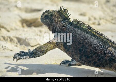 Galapagos Marine Iguana su Santa Cruz Galapagos, su una spiaggia sabbiosa dopo il nuoto nell'oceano. Foto Stock