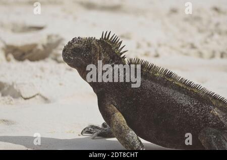 Galapagos Marine Iguana su Santa Cruz Galapagos, su una spiaggia sabbiosa dopo il nuoto nell'oceano. Foto Stock