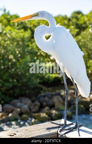 A Great White Egret sorge sulla passerella nel Twin Rivers Park a Port Salerno, Florida, USA. Foto Stock