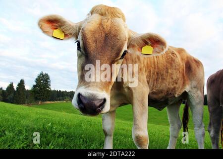 Un bovino marrone piuttosto giovane curioso sul pascolo Foto Stock