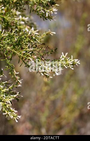 Fiore bianco di pistillate, Bush di Coyote, Pilularis di Baccharis, Asteraceae, arbusto nativo, Marais d'acqua dolce di Ballona, Costa della California meridionale, autunno. Foto Stock