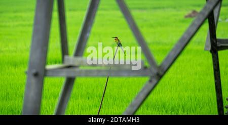 Bee Eater con coda blu appollaiato in una foto a bastone attraverso la torre elettrica in un campo di risaia mattina. Foto Stock