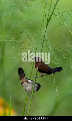 Coppia di uccelli bianchi della Munia che mangiano piccoli semi, sfondo verde naturale morbido, conosciuto anche come locale (vee kurulla) Foto Stock