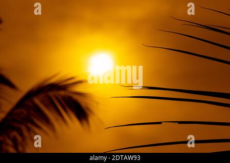 Colorato tramonto dorato, cieli serali attraverso il modello di foglie di cocco, Foto Stock