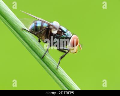 La mosca sta atterrando su una pianta Foto Stock