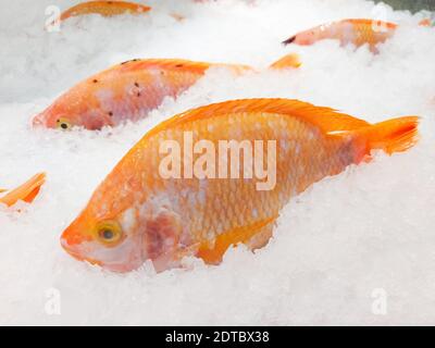 Pesce fresco su ghiaccio nel mercato, pesce crudo tilapia rossa Foto Stock