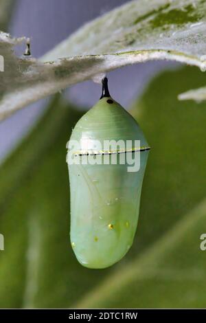 Crisalide monarca verde pallido affaticato ad una foglia verde. Foto Stock