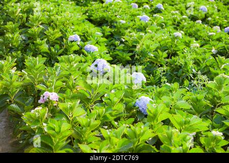 Campo di fiori di hydrangea nel giardino di hydrangea bella fioritura del fiore sotto il sole caldo Foto Stock