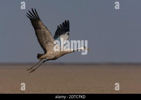 Gru eurasiatica (Grus grus) a Little rann di kutch. Foto Stock