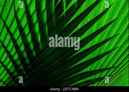 Primo piano di foglie di palma verdi Foto Stock