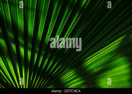 Primo piano di foglie di palma verdi Foto Stock