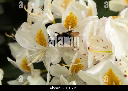 Bumblebee su un fiore bianco. Bumblebee a strisce raccoglie nettare da fiori bianchi Foto Stock