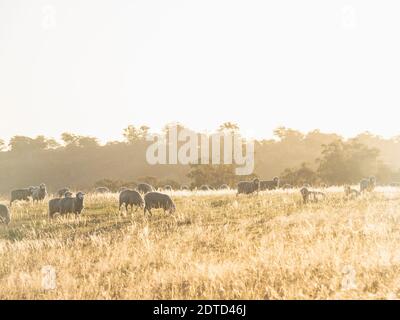 Australia, New South Whales, Kandos, pecore che pascolano al tramonto Foto Stock