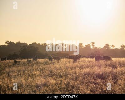 Australia, New South Whales, Kandos, pecore che pascolano al tramonto Foto Stock