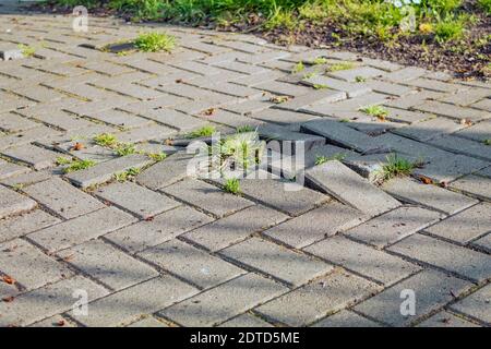 L'erba germogli attraverso le pietre di pavimentazione. Le radici sollevano le lastre di pavimentazione. Foto Stock