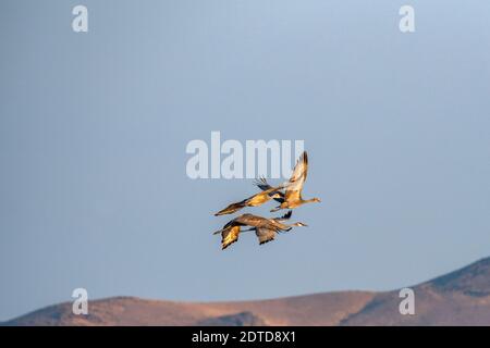 USA, Idaho, Bellevue, Sandhill Crane (Antigone canadensis) in volo Foto Stock