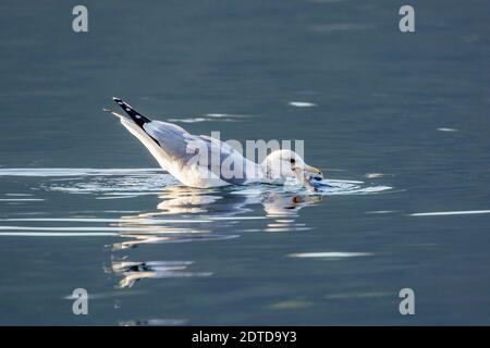 Un gabbiano si nutre di un pesce sul lago calmo di Coeur d'alene, Idaho. Foto Stock