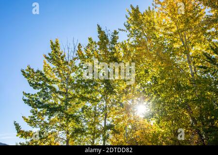 USA, Idaho, Sun Valley, Sun splende attraverso alberi gialli in autunno Foto Stock