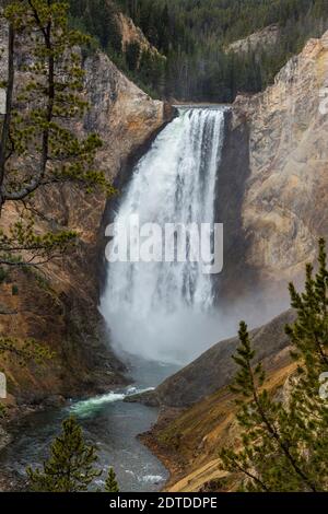 Stati Uniti, Wyoming, Parco Nazionale di Yellowstone, Lower Yellowstone Falls nel Grand Canyon del Parco Nazionale di Yellowstone Foto Stock