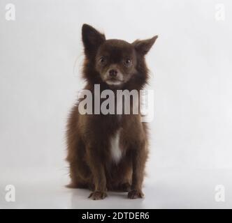 Carino cane marrone chiaro chihuahua seduto su sfondo bianco Foto Stock