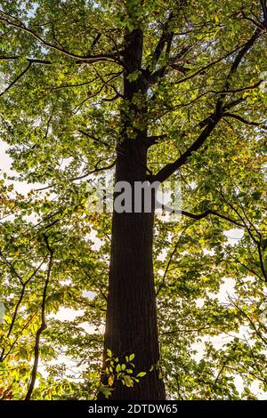 Il Guild Park and Gardens Guildwood Park Guild Inn Estate Scarborough Toronto, Ontario, Canada Foto Stock