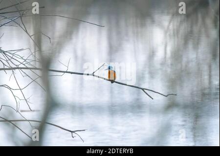 Amburgo, Germania. 21 Dic 2020. Un kingfisher (Alcedo atthis) siede su un ramo vicino ad un lago. Credit: Jonas Walzberg/dpa/Alamy Live News Foto Stock