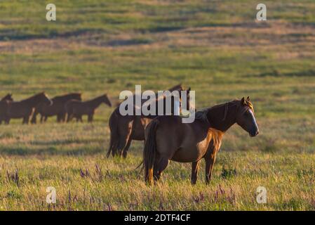 Cavalli selvaggi il pascolo in un prato di sunrise. Concetto di libertà nella natura Foto Stock