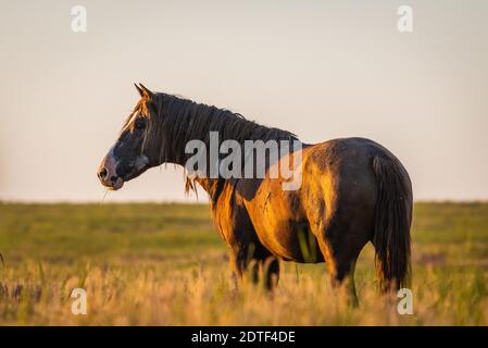 Cavalli selvaggi il pascolo in un prato di sunrise. Concetto di libertà nella natura Foto Stock