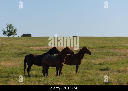 Cavalli selvaggi il pascolo in un prato di sunrise. Concetto di libertà nella natura Foto Stock