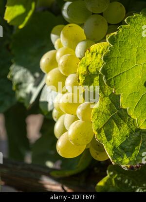 Grappolo di uve da vicino per la vendemmia e la vinificazione Foto Stock