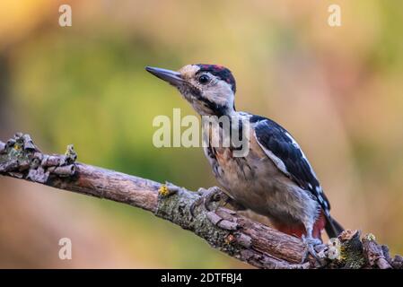 Picchio siriano o Dendrocopos syriacus vicino al ramo. Foto Stock