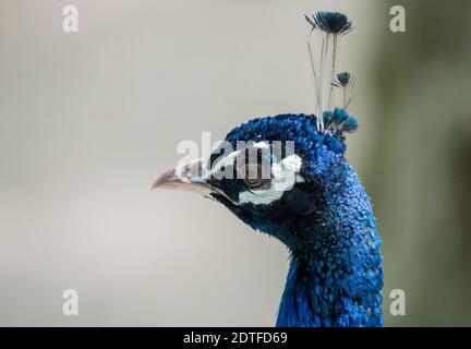 Peacock testa ritratto. Primo piano, bella faccia di pavone. Foto Stock