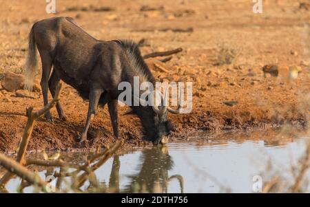 Black Wildebeest o white-Tailed gnu (Connochaetes gnou) beve acqua in un buco d'acqua o annaffiatura in Namibia, Africa in natura Foto Stock